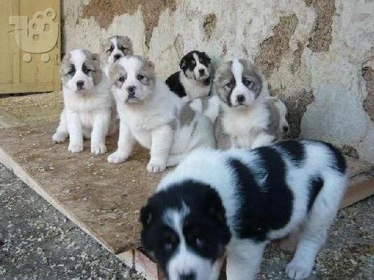 Kαλή τιμή!!!.Πουλάω όμορφα κουτάβια ράτσα ALABAJ- Ποιμενικός Κεντρικής Ασίας – 300 euro...